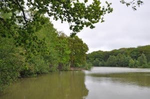 La forêt de Rihoult-Clairmarais et l'étang d'Harchelles, le poumon vert de l'Audomarois
