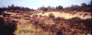 La réserve naturelle des landes d'Helfaut, un paysage rare au sud de Saint-Omer