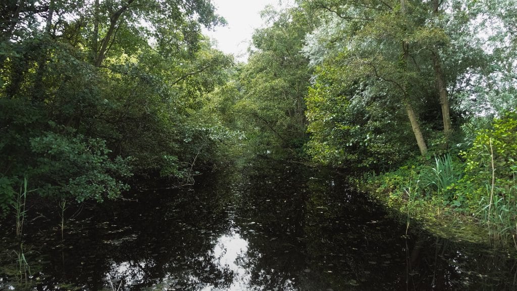 Une sortie en bacôve dans le marais audomarois, à la rame des maraîchers