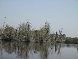 La réserve naturelle du Romelaëre à Clairmarais, le marais au bout des pontons